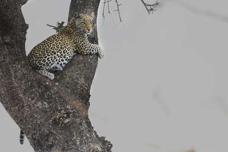 Leopard resting in treeの写真素材