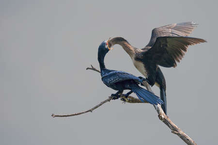 Reed Cormorant feeding its youngの写真素材