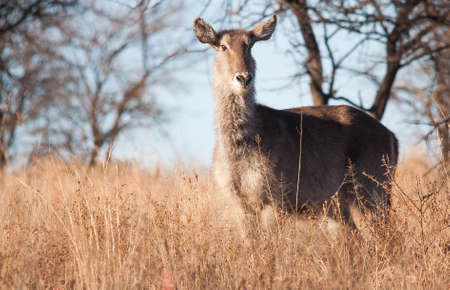 Waterbuckの写真素材