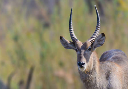 Waterbuckの写真素材