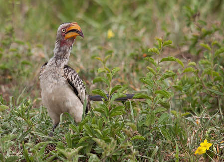 Yellow Billed Hornbill