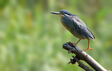 Green Backed Heron on Stickの写真素材