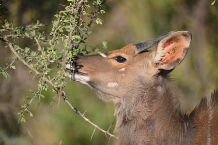 Young Njalaの写真素材
