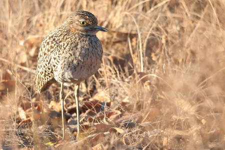 Spotted Thick Knee Birdの写真素材