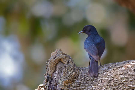 Square Tailed Drongo birdの写真素材