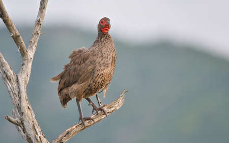 Swainsons Francolinの写真素材