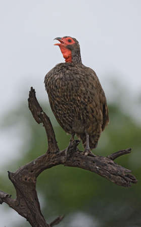 Swainsons Francolinの写真素材