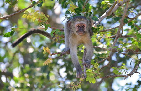 Baby Vervet Monkeyの写真素材