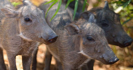 Warthog Babiesの写真素材