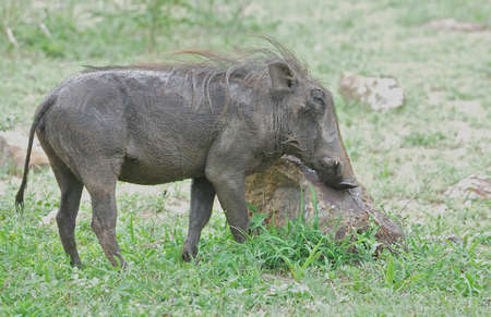 Warthog Scratchingの写真素材