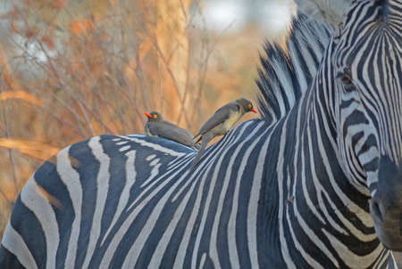 Red Billed Oxpecker on Zebraの写真素材
