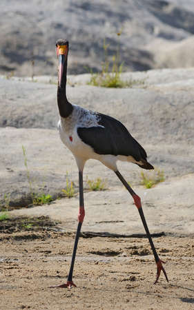 Saddle Billed Storkの写真素材