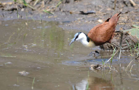 African Jacana hunting for food next to the water