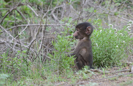 Baboon Babyの写真素材
