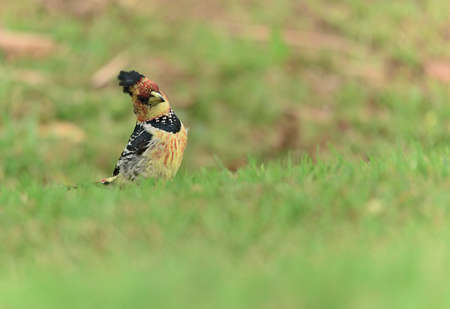 Crested Barbet on grass