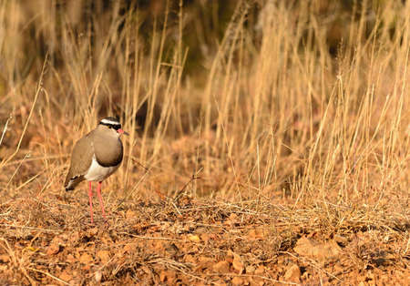 Crowned Ploverの写真素材