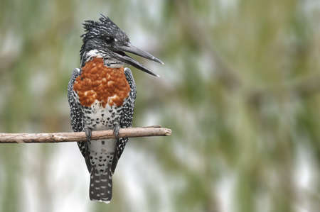 Giant Kingfisher on stickの写真素材