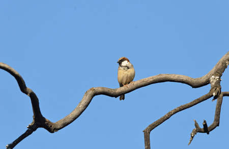 Sparrowの写真素材