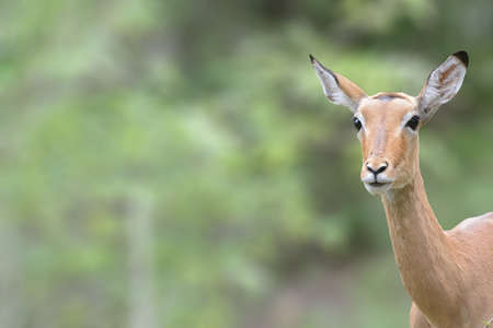 Impalaの写真素材