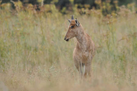 Red Hartebeest calfの写真素材