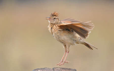 Rufous Napped Larkの写真素材