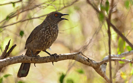 Arrow Marked Babbler in treeの写真素材