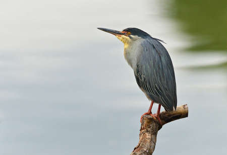 Green Backed Heronの写真素材