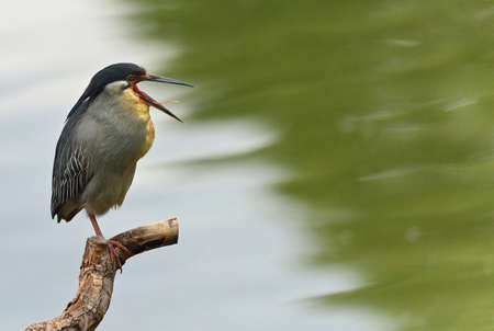 Green Backed Heron on treeの写真素材