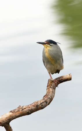 Green Backed Heronの写真素材
