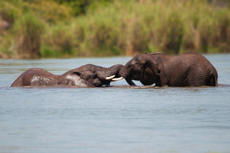 Elephants swimming in Kruger National Park, South Africaの写真素材