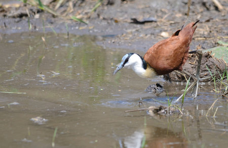 African Jacana in water, South Africaの写真素材