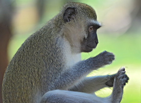 Vervet Monkey in the Kruger National park, Africaの写真素材
