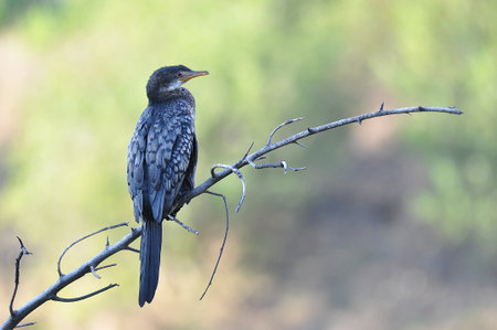 Reed cormorant, single bird on branch, South Africa