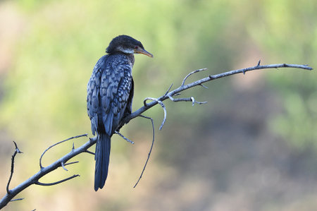 Reed cormorant, single bird on branch, South Africa