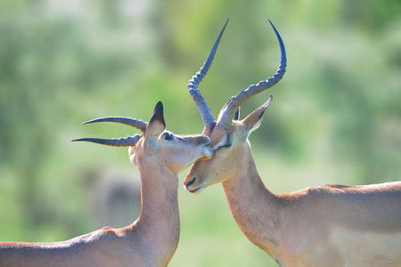 Two Impala antelope (Aepyceros melampus)の写真素材