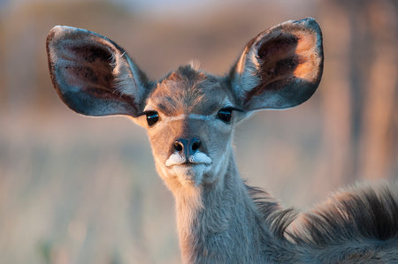 Kudu cow (Tragelaphus strepsiceros), South Africaの写真素材