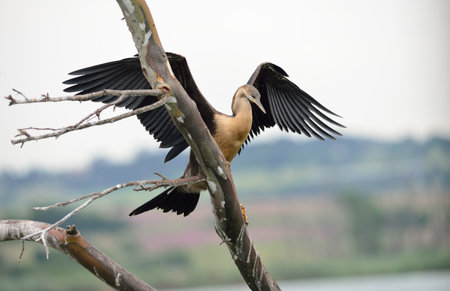 African Darter on trunk with open wings.の写真素材