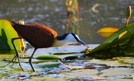 African Jacana on Lilly padの写真素材