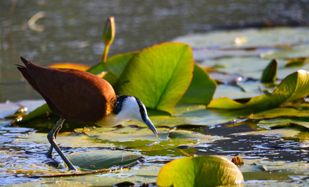 African Jacana on Lilly pad