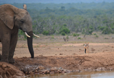 Elephant and Black-backed Jackal at a waterhole in South Africa