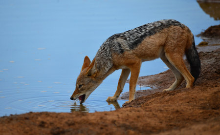 Black-backed jackal (Canis mesomelas) drinking water at a waterholeの写真素材