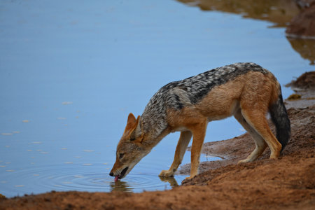 Black backed jackal (Canis mesomelas) drinking water at a waterhole