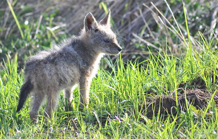 Baby Black-backed Jackal in the grass