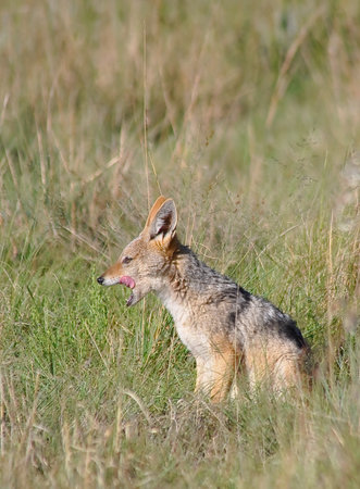 Black-backed jackal, Canis mesomelas, single mammal in grass, South Africaの写真素材