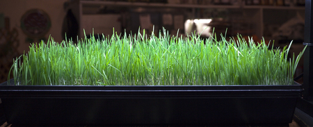 Wheat grass under grow light.の写真素材