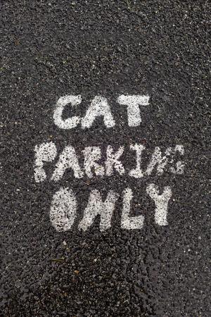 CAT PARKING ONLY sign on asphalt.の写真素材
