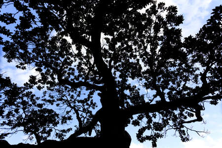 Silhouetted oak tree against blue sky.の写真素材