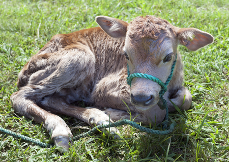 Newborn calf in pasture.の写真素材