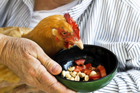 Elder senior woman feeding a chicken.の写真素材