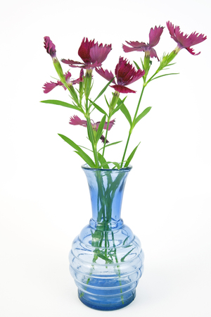 Fragrant dianthus carnations in translucent blue vase. Isolated.の写真素材